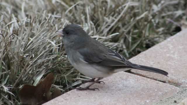 Junco in East Texas ... always glad to see this winter migrant!